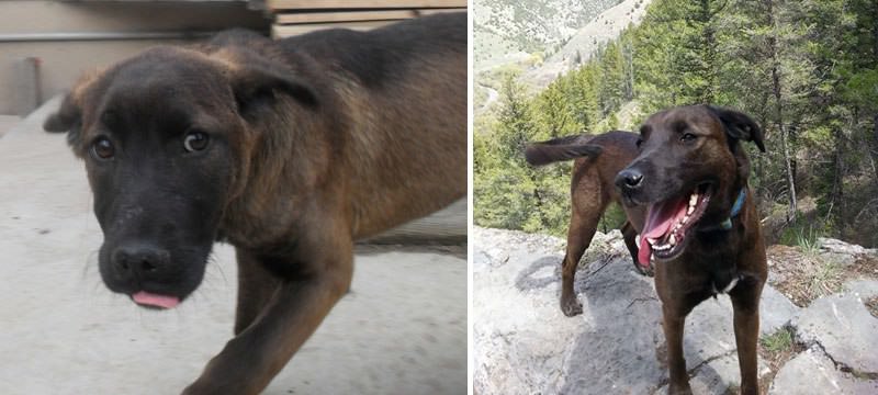 Eastern Idaho Pom Rescue - Rescue Dog