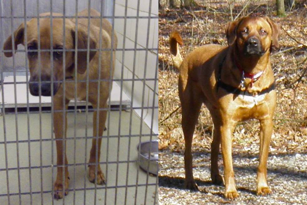 Rock N Acres Animal Rescue - Rescue Dog