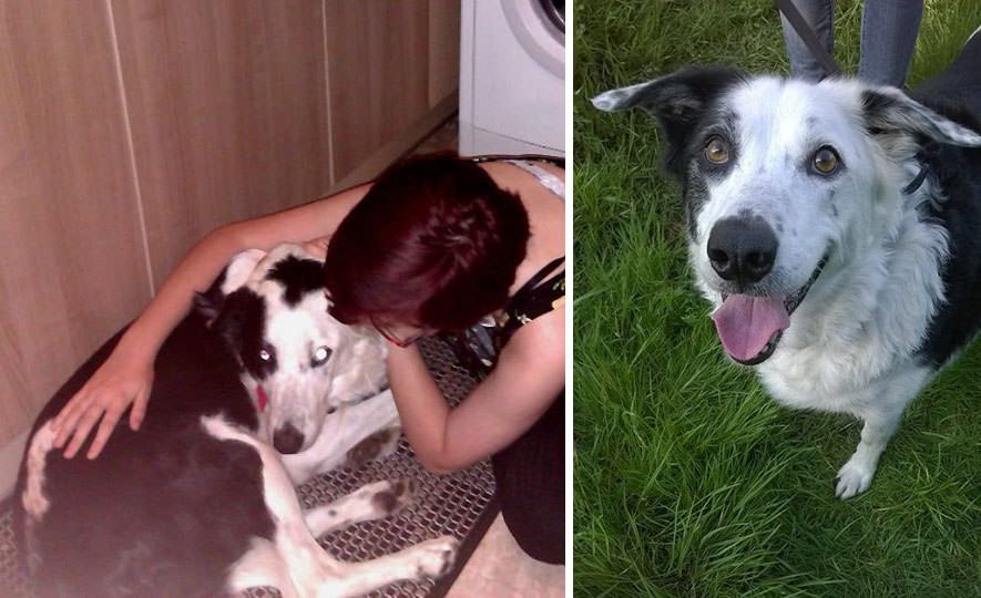 Tassie’s Hope Animal Rescue - Rescue Dog