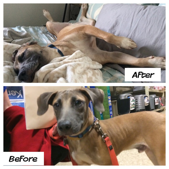 San Antonio Dusty Paws - Rescue Dog