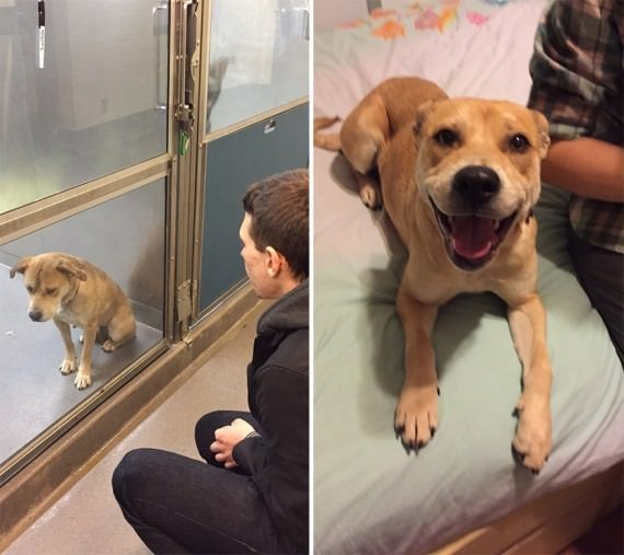 Paws4progress Canine Rescue - Rescue Dog