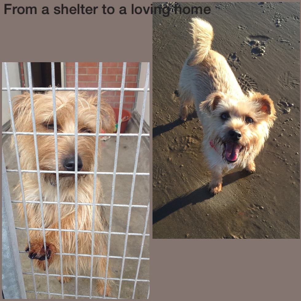 Amyzark Rescue & Adoption - Rescue Dog