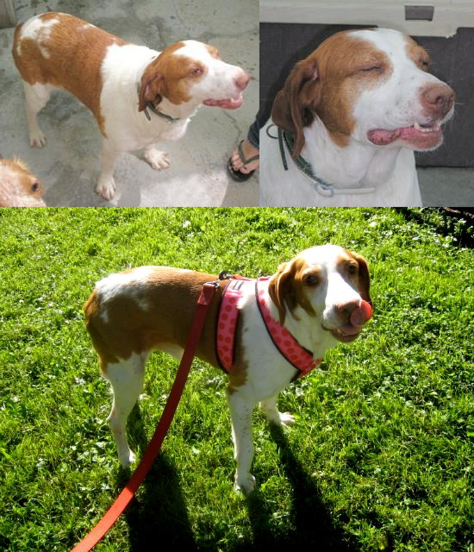 Friends Of Rescued Mastiffs, Inc. (Form) - Rescue Dog
