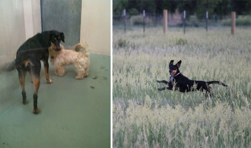 Horatio & Beauregard - Rescue Dog