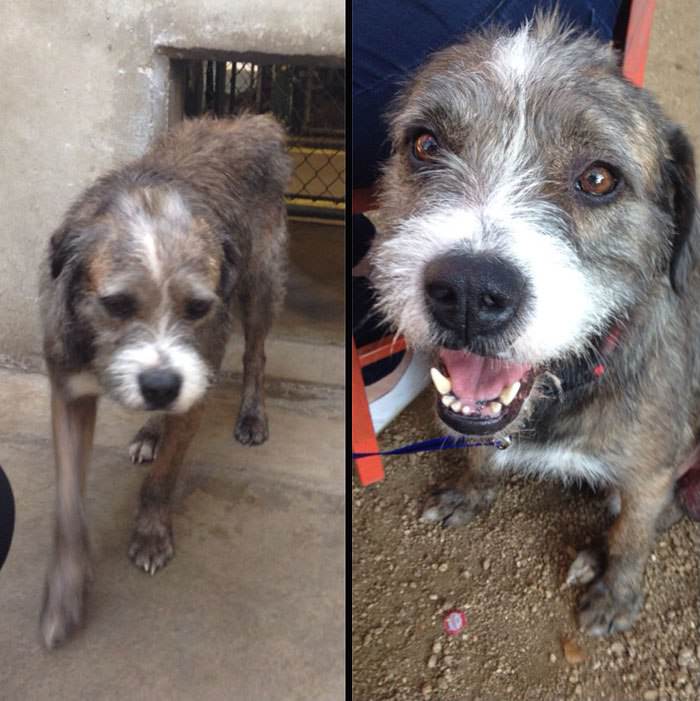 Georgia Canine Rescue & Rehab - Rescue Dog