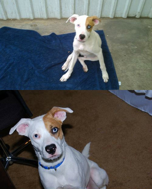Pontchartrain Humane Society - Rescue Dog