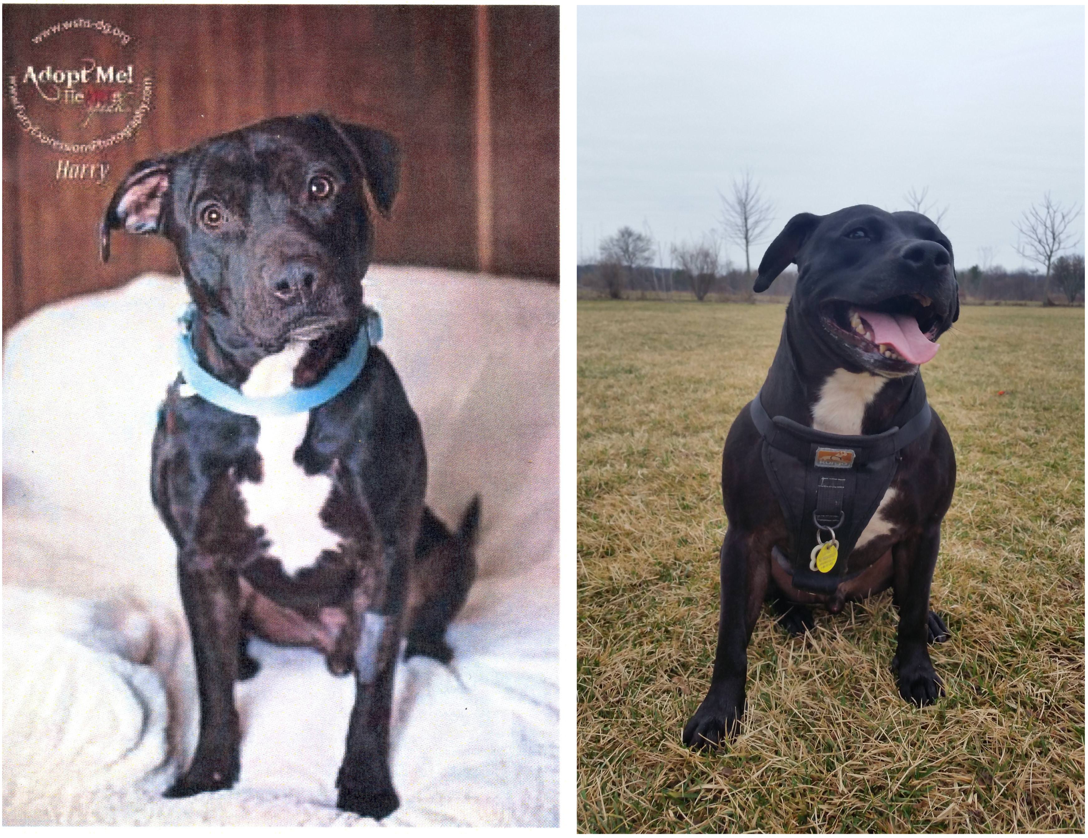Georgia Canine Rescue & Rehab - Rescue Dog