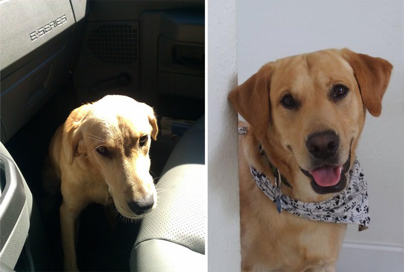 Amrt Small Dog Adoption Program - Rescue Dog