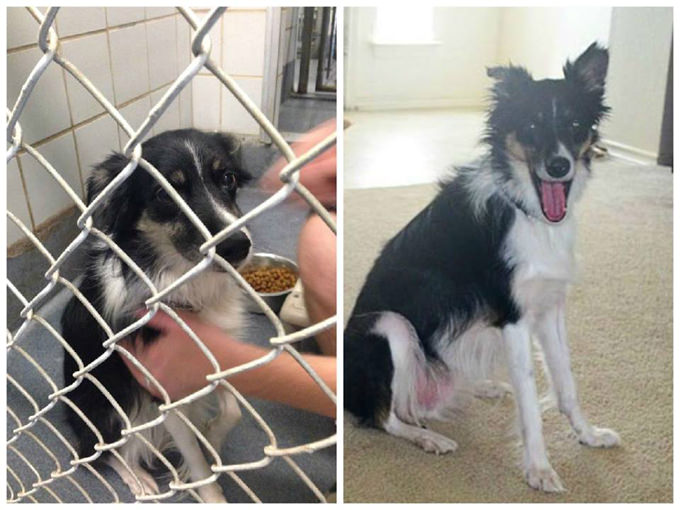 Amyzark Rescue & Adoption - Rescue Dog