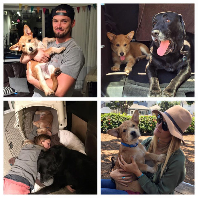 Happy Hills Animal Foundation Inc. - Rescue Dog