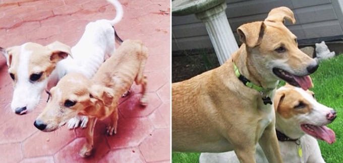 Joba, Jeter & Princess - Rescue Dog