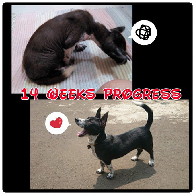 A Rotta Love Plus - Rescue Dog