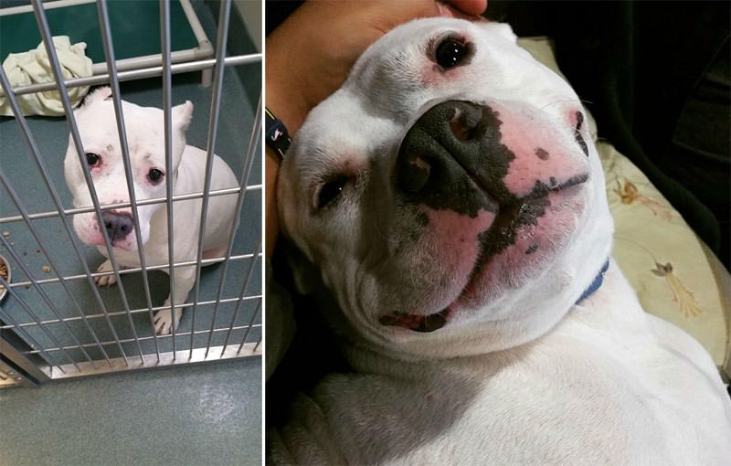 Gentle Giants Rescue And Adoptions - Rescue Dog