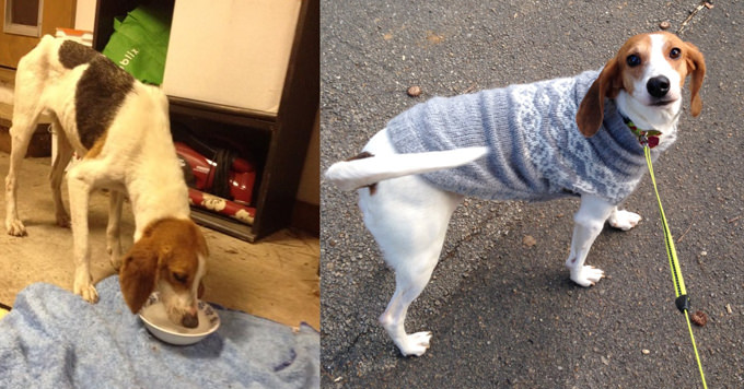 Westport Animal Shelter Advocates - Rescue Dog