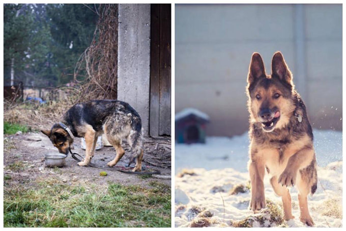 German Shepherd Etc - Rescue Dog