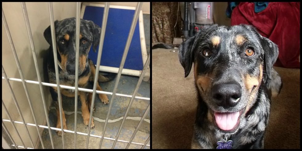 Poundhounds Adoption Welfare Society - Rescue Dog