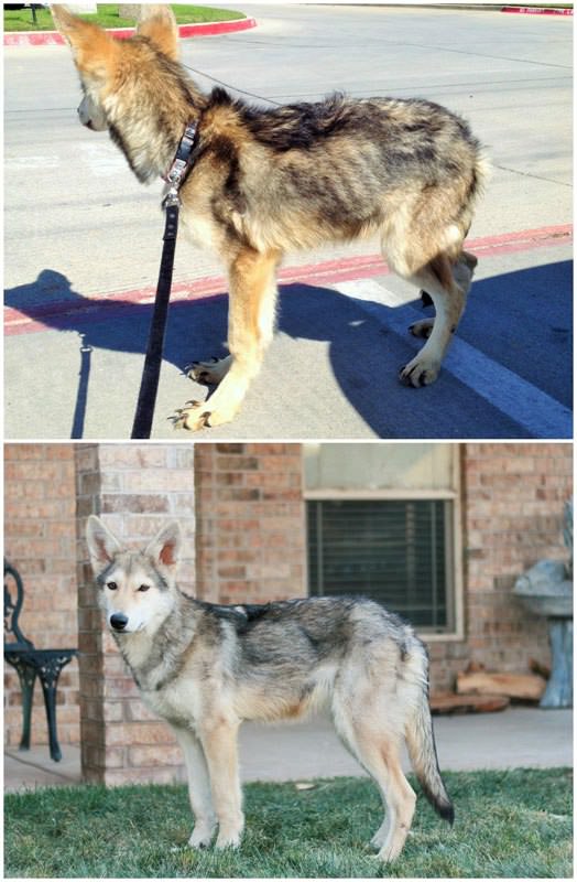 Afghan Hound Rescue Of California - Rescue Dog