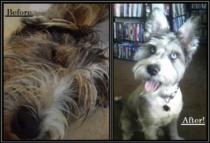Chuck,Bailey And Daisy - Rescue Dog