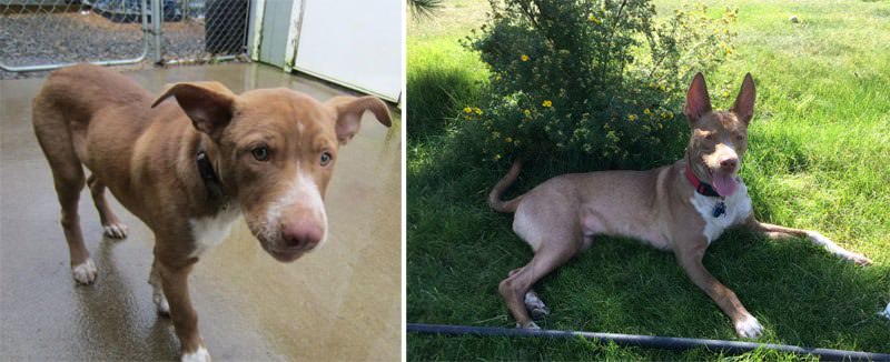 Tassie’s Hope Animal Rescue - Rescue Dog