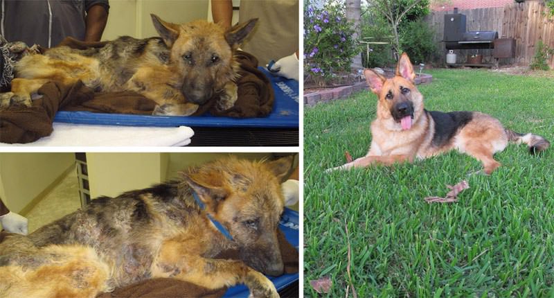 Dade Co Animal Shelter - Rescue Dog
