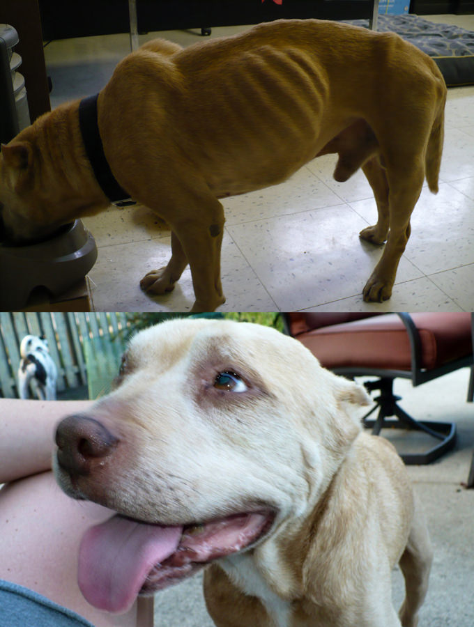 Animal Welfare Society Of Southeastern Michigan - Rescue Dog